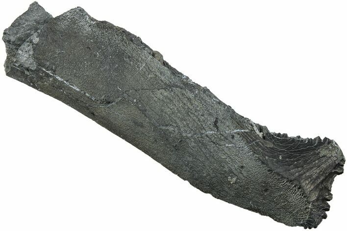 Bizarre Edestus Shark Tooth In Jaw Section - Carboniferous #231947